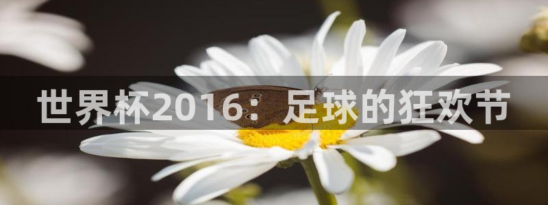 2026足球世界杯赛程时间表：世界杯2016：足球的狂欢节